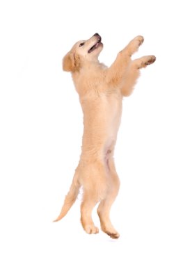 Beyaz arka plan üzerinde izole safkan golden retriever köpek 