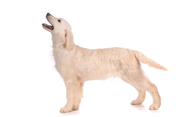 Chien de récupération d'or pur isolé sur fond blanc — Photo