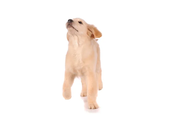 Rasowe zwierzę złoty pies myśliwski pies na białym tle nad białym — Zdjęcie stockowe