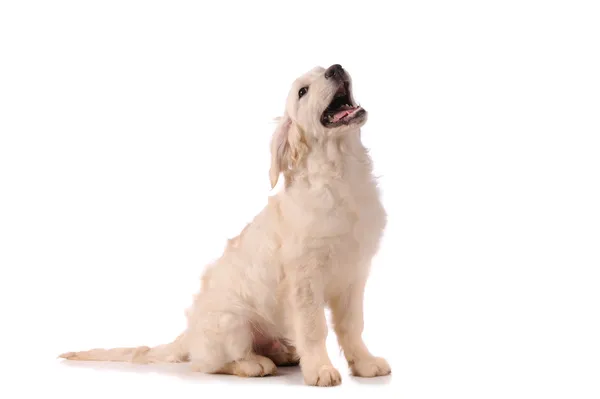 Rasechte gouden retriever hond geïsoleerd op witte achtergrond — Stockfoto