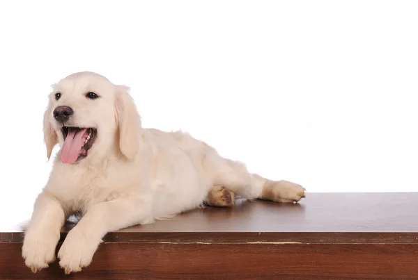 Renrasig golden retriever hund isolerade över vit bakgrund — Stockfoto