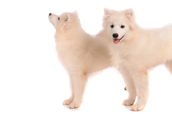 Samoyed hund isolerad på vit bakgrund — Stockfoto
