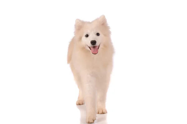 Samoyed cão isolado no fundo branco — Fotografia de Stock