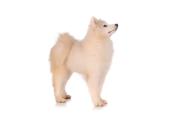 Samoyed hond geïsoleerd op witte achtergrond — Stockfoto