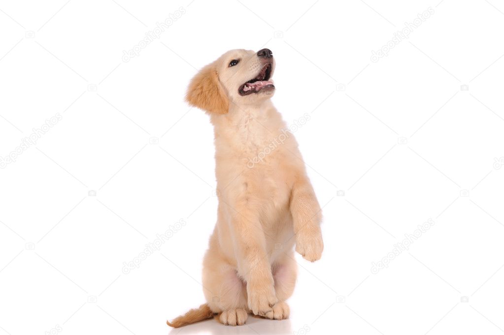 purebred golden retriever dog isolated over white background 