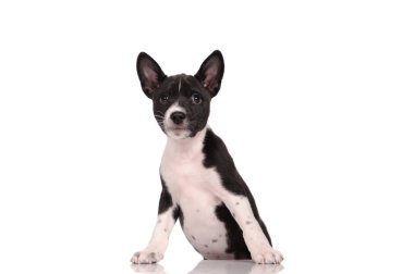Beyaz arka plan üzerinde izole alçaklık köpek yavrusu
