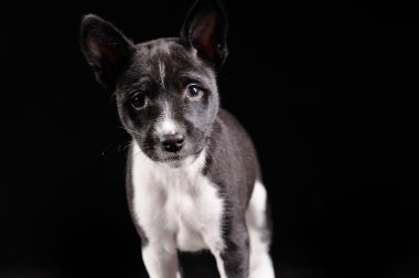 siyah arka plan üzerinde izole alçaklık köpek yavrusu