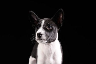 siyah arka plan üzerinde izole alçaklık köpek yavrusu