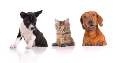 Beyaz bayrağın üstündeki kedi ve köpek kameraya bakıyor. 