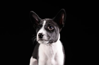 siyah arka plan üzerinde izole alçaklık köpek yavrusu
