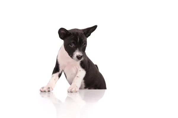 Basenji hond puppy geïsoleerd op witte achtergrond — Stockfoto