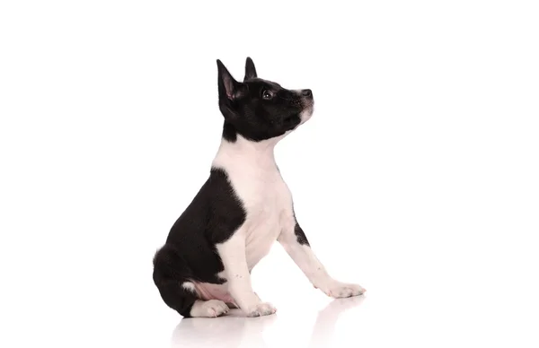 白い背景で隔離されたバセニー犬子犬 — ストック写真