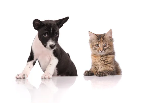 Hond en kat boven wit spandoek kijkend naar camera — Stockfoto