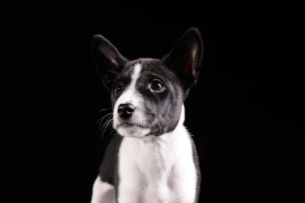 Basenji cachorro cão isolado sobre fundo preto — Fotografia de Stock