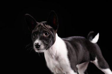 siyah arka plan üzerinde izole alçaklık köpek yavrusu