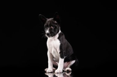 siyah arka plan üzerinde izole alçaklık köpek yavrusu