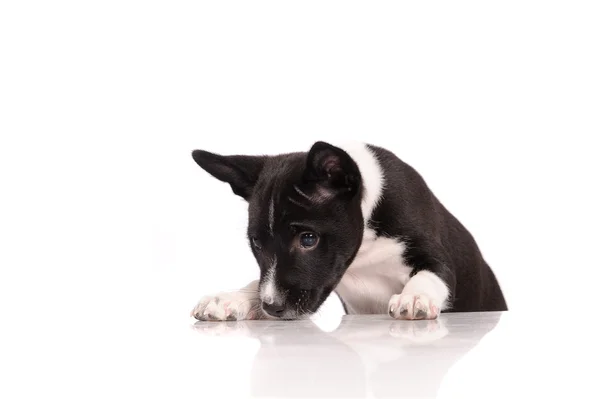 Beyaz arka plan üzerinde izole alçaklık köpek yavrusu — Stok fotoğraf