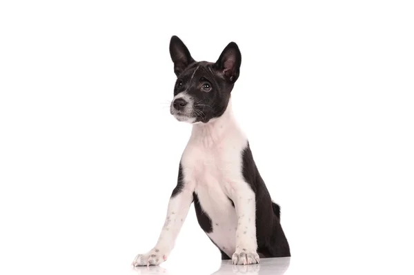Basenji Hundewelpe isoliert über weißem Hintergrund — Stockfoto