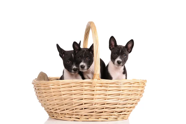 Basenji honden puppy in de mand geïsoleerd op witte achtergrond — Stockfoto