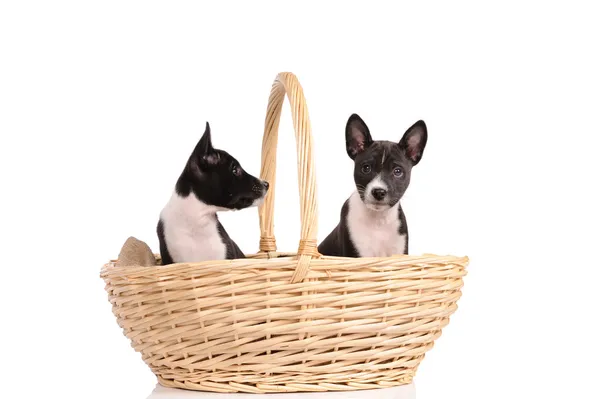 Basenji dogs puppy in the basket isolated over white background — Stock Photo, Image