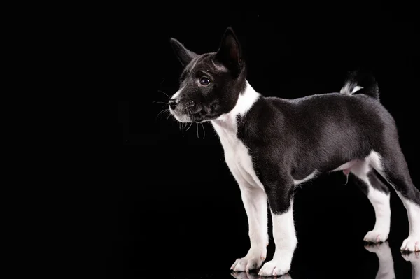 Basenji dog puppy isolated over black background — Stock Photo, Image