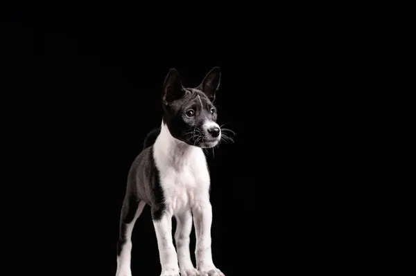 Basenji hundvalp isolerade över svart bakgrund — Stockfoto