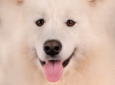 Samoyed köpek portresi