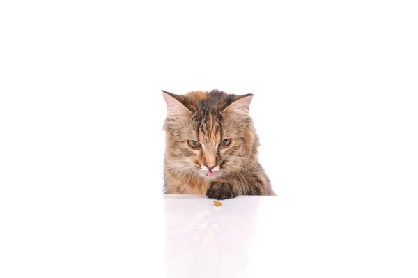 Katze isoliert über weißem Hintergrund — Stockfoto