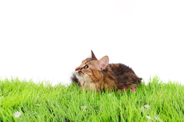 Katt på grönt gräs — Stockfoto