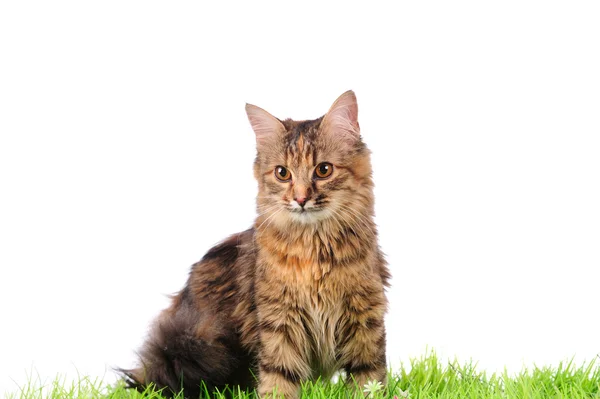 Gato na grama verde — Fotografia de Stock