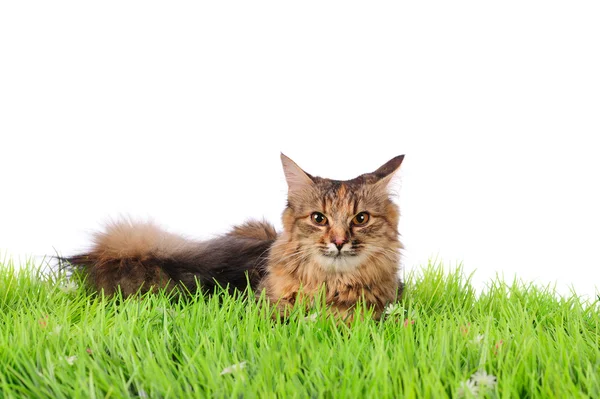 绿草上的猫 — 图库照片
