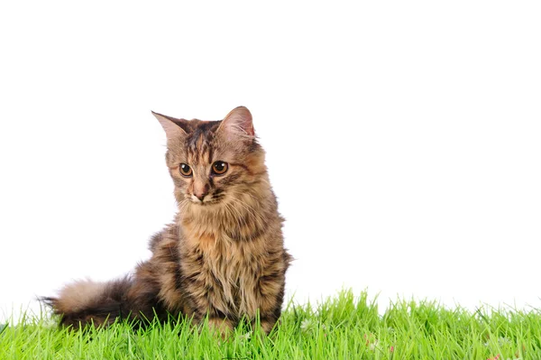 Katze im grünen Gras — Stockfoto