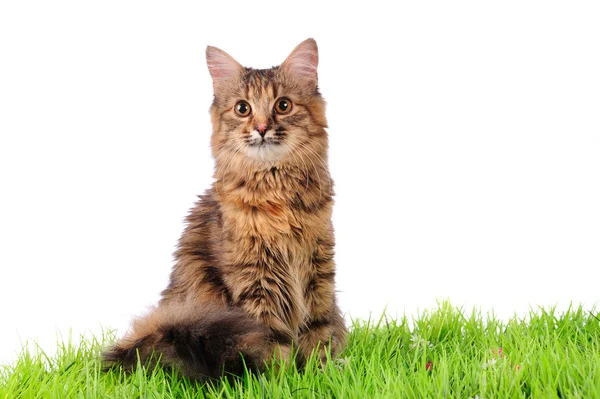 Yeşil çimlerin üzerindeki kedi — Stok fotoğraf