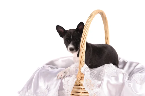 Sepette Beyaz arka plan üzerinde izole alçaklık köpek yavrusu — Stok fotoğraf