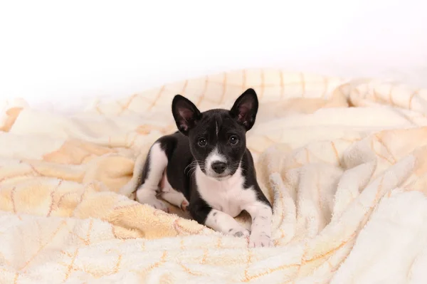 Basenji Hundewelpe auf grauem Hintergrund — Stockfoto