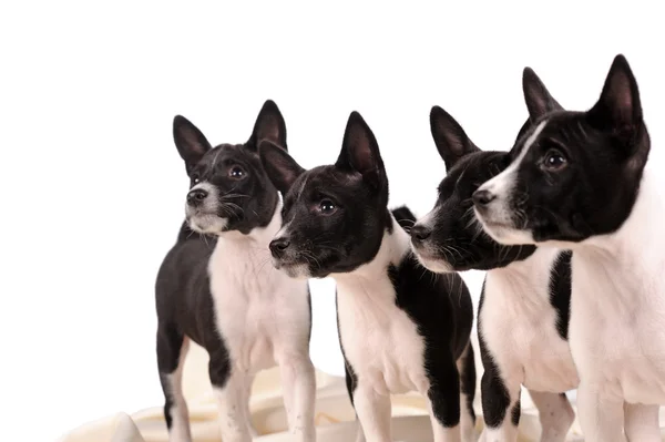 Basenji perros cachorro aislado sobre fondo blanco — Foto de Stock