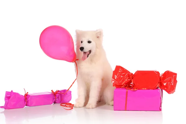 Samoyed dog with baloon and gift boxes — Stock Photo, Image