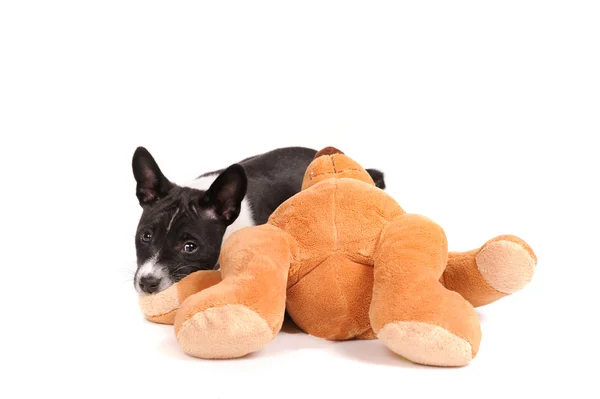Basenji dog puppy with toy — Stock Photo, Image