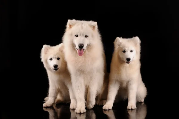 검은 배경에 고립 samoyed 개 — 스톡 사진