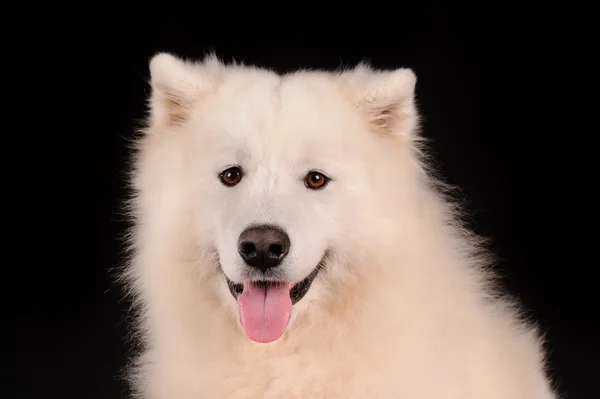 검은 배경에 고립 samoyed 개 — 스톡 사진