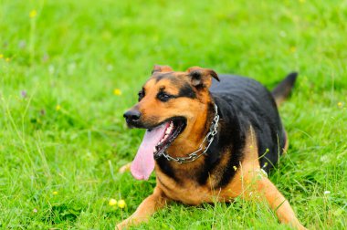Yeşil çimlerin üzerinde bir köpek