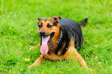 Yeşil çimlerin üzerinde bir köpek