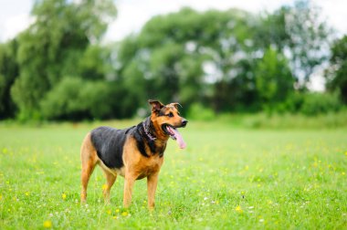 Yeşil çimlerin üzerinde bir köpek