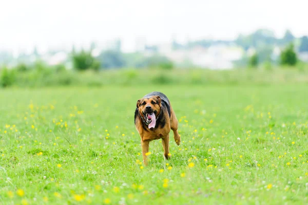 Çalışan köpek — Stok fotoğraf