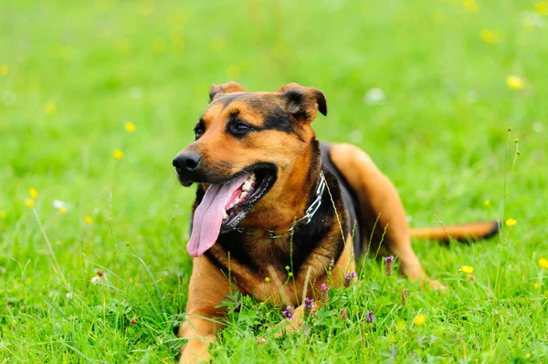 Yeşil çimlerin üzerinde bir köpek — Stok fotoğraf