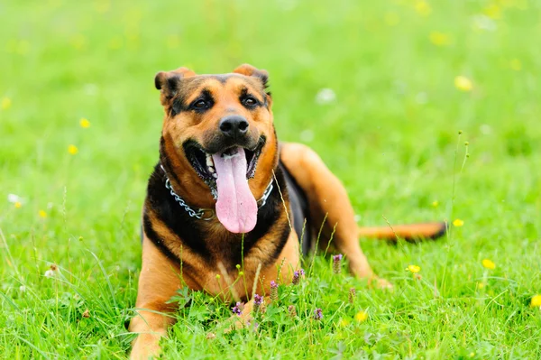 Dog on the green grass — Stock Photo, Image