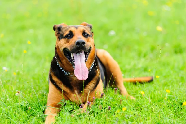 Yeşil çimlerin üzerinde bir köpek