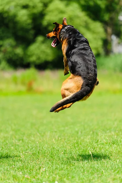 Çalışan köpek — Stok fotoğraf