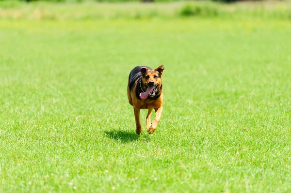 Cão de corrida — Fotografia de Stock