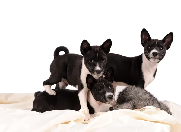Basenji honden pup — Stockfoto